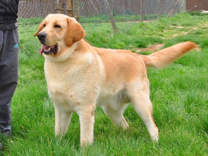 Kur'an-ı kerim'de adı geçen hayvan isimleri