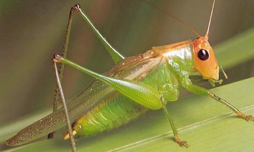 Kur'an-ı kerim'de adı geçen hayvan isimleri