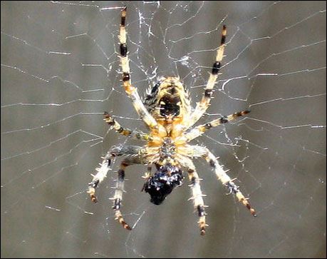 Kur'an-ı kerim'de adı geçen hayvan isimleri