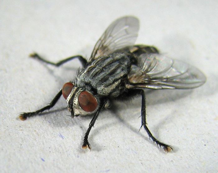 Kur'an-ı kerim'de adı geçen hayvan isimleri