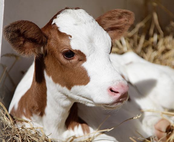 Kur'an-ı kerim'de adı geçen hayvan isimleri