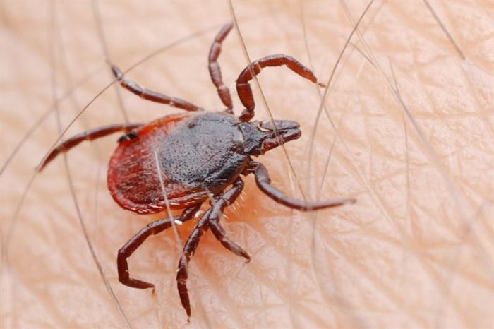 Kur'an-ı kerim'de adı geçen hayvan isimleri