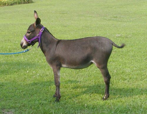 Kur'an-ı kerim'de adı geçen hayvan isimleri