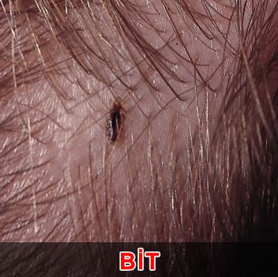 Kur'an-ı kerim'de adı geçen hayvan isimleri