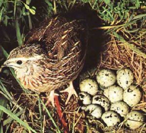 Kur'an-ı kerim'de adı geçen hayvan isimleri